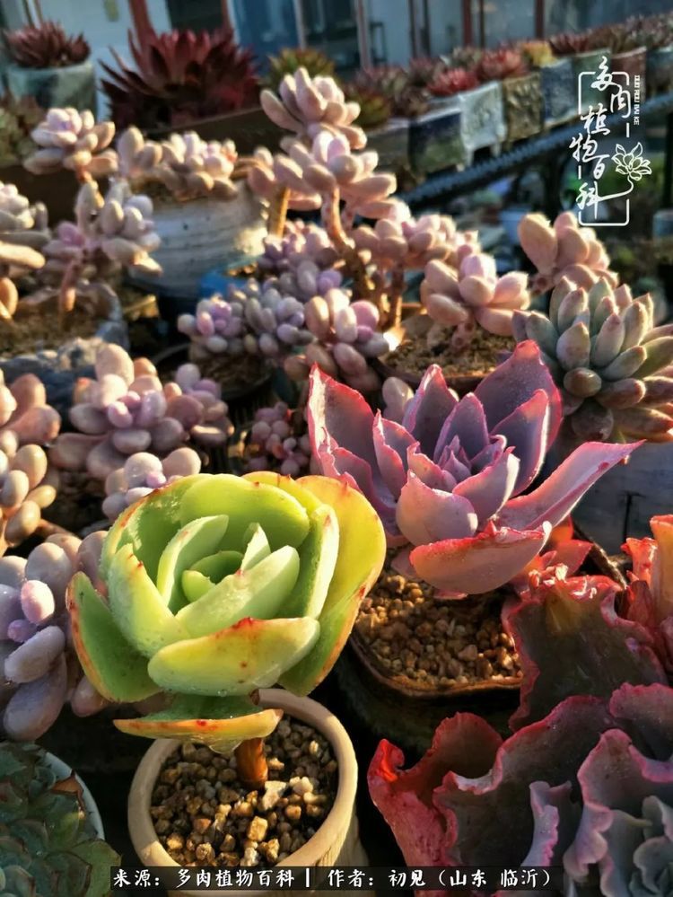 以花草之心待花草 与花草相依 做一个幸福快乐的养肉人 腾讯新闻