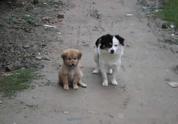 农村那些留守在家的乡亲为什么家家户户养条狗 答案来了 想不到 腾讯新闻