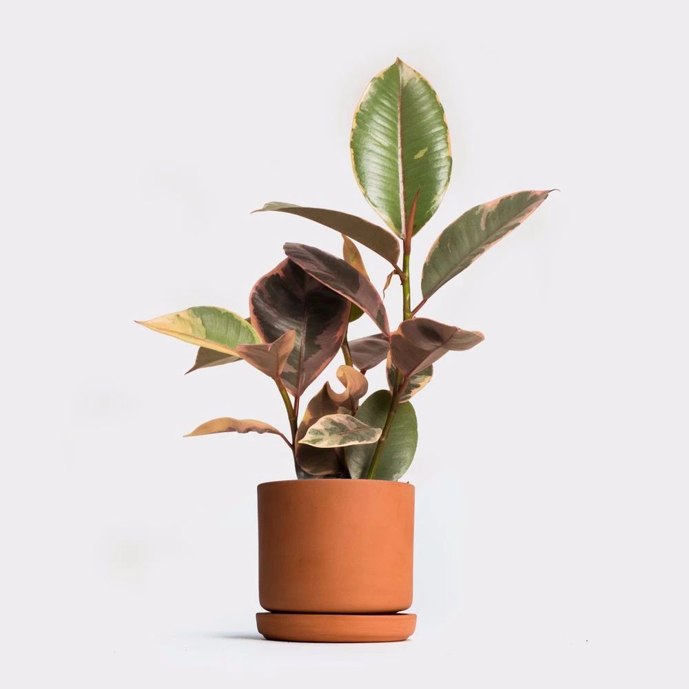 橡皮树的叶子黑亮迷人 用个小花架托起来养 观赏性提高一个档次 腾讯新闻