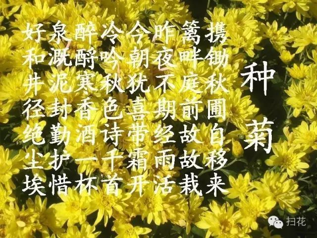 红楼梦 里的菊花诗 红楼梦 蘅芜君 重阳