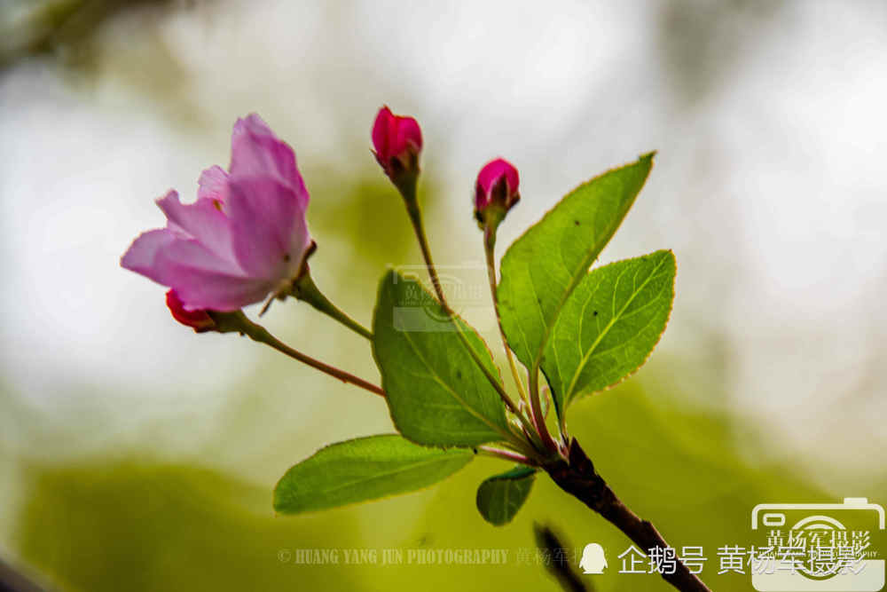 初冬美丽的花朵 海棠花娇艳盛开的美 腾讯新闻