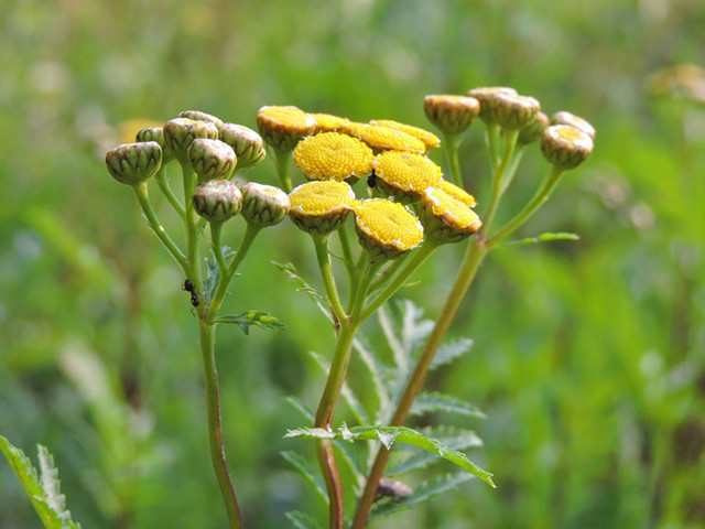野外的"黄菊花"不要采,有毒!