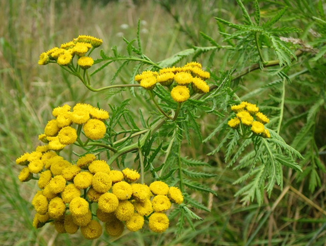 野外的"黄菊花"不要采,有毒!