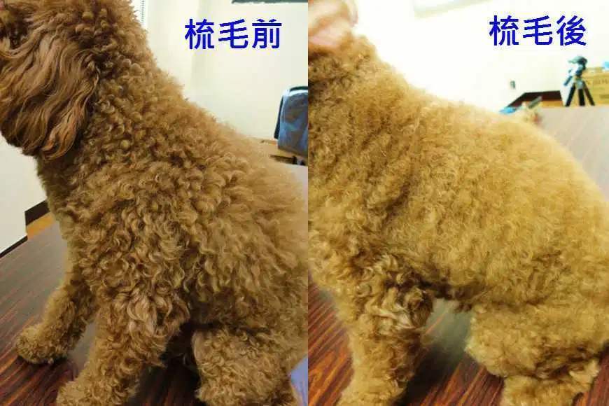 狗狗被毛打结怎么办