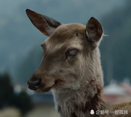 釜山行开头的丧尸鹿是如何感染的看完后一惊细节不敢想