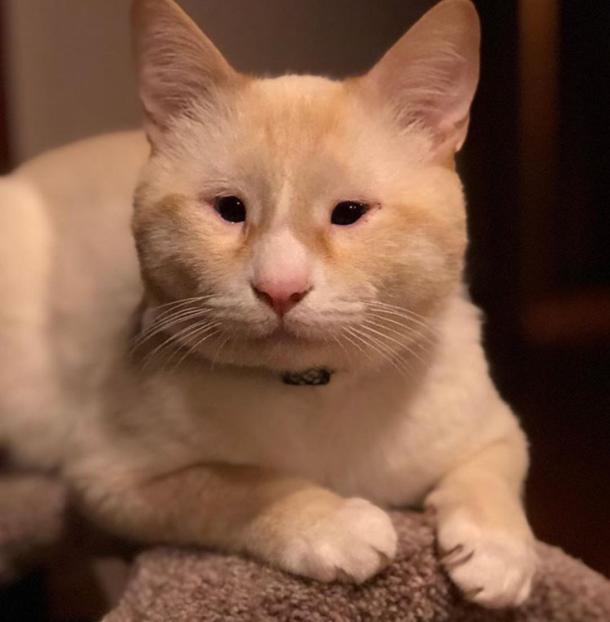 白猫向女子求收养,回家7个月后带回一只流浪猫,它俩都是小眼睛