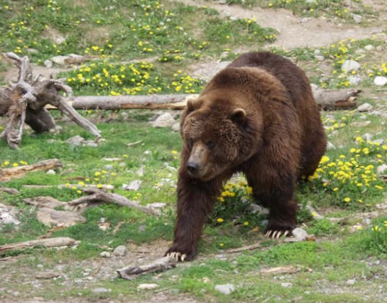 美国的提摩西·崔德威尔此人是出了名的爱熊人士,他也一直认为,动物是