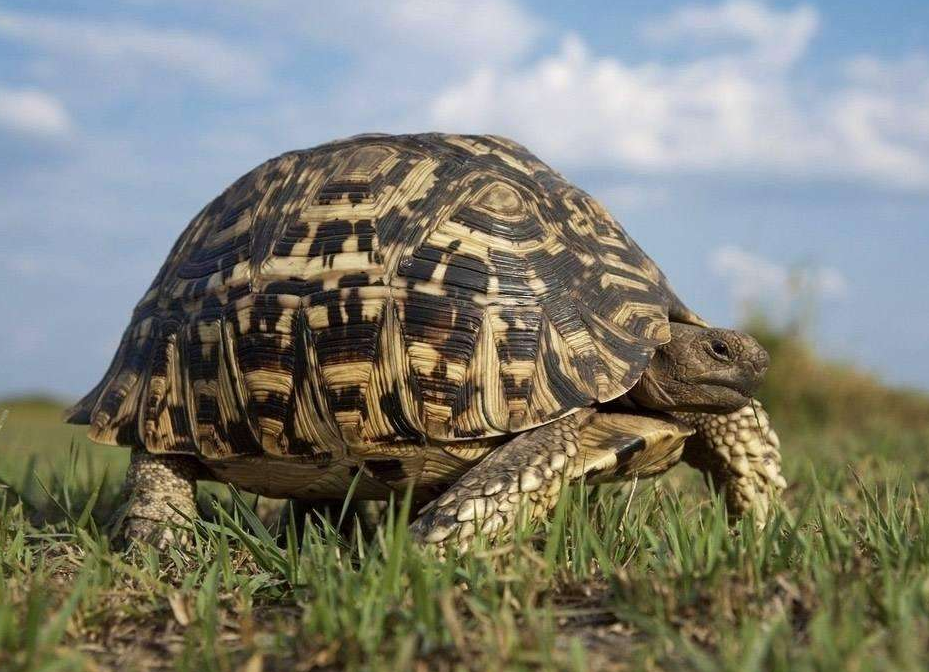 鳄鱼和狮子都不怕,乌龟天敌总算找到了,管你的