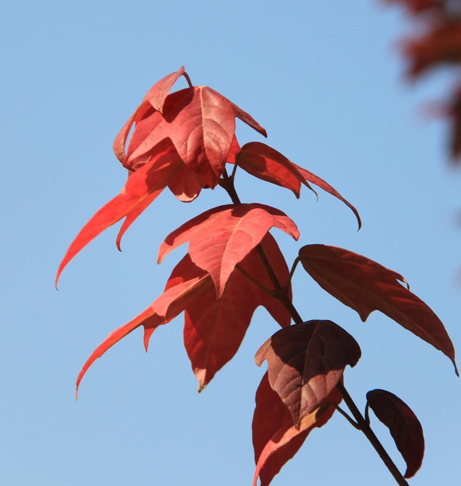 看红栌枫叶,就来安阳长春观