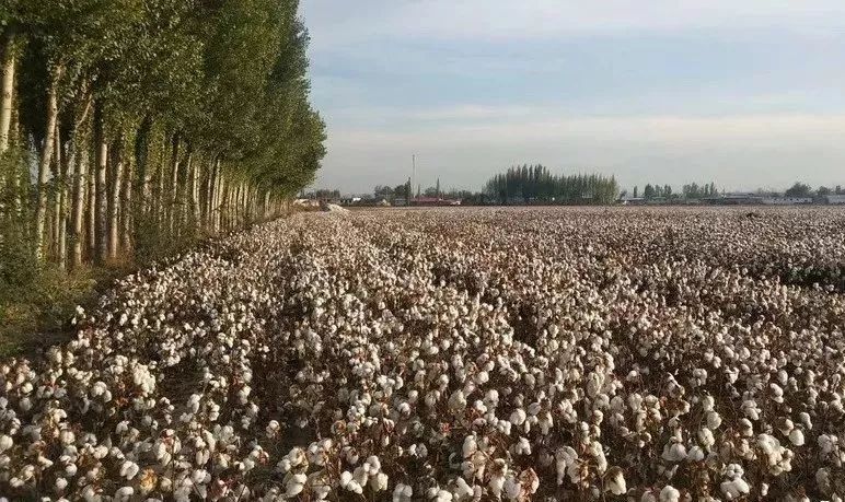 年农民怎样选购棉花品种 棉花种选购六大禁忌 腾讯新闻