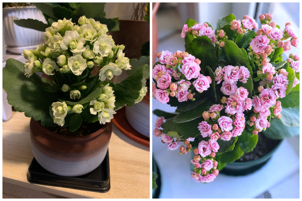 此花是世界名花 冬春季盛花 花期超半年 种养容易 室内也能养 腾讯新闻