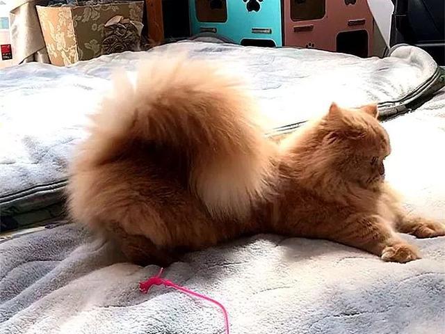 橘猫长着松鼠的大尾巴?都说以大橘为重,可这只猫咪真是虚胖