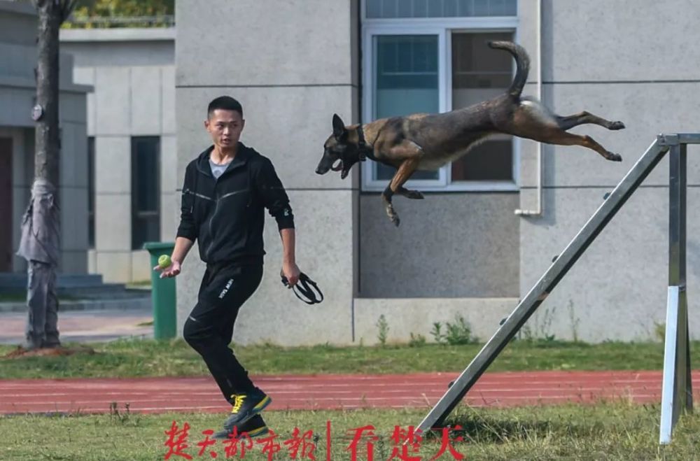 警犬卡尔 腾讯网