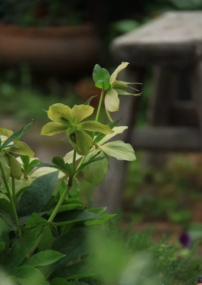 鐵筷子----------第一次聽花友說鐵筷子花,很詫異.