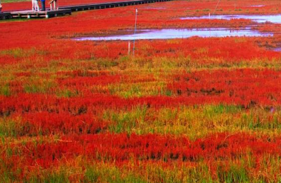 日本北海道道东特有的秋味风物诗 珊瑚草 五彩斑斓如巨幅花毯 腾讯新闻