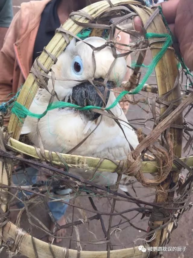 蓝眼大葵花鹦鹉 仅30一只需要自提 腾讯新闻