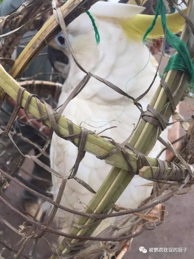 蓝眼大葵花鹦鹉 仅30一只需要自提 腾讯新闻