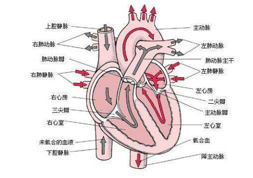 心脏瓣膜示意图简单图片