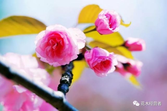 最值得开发的晚樱类品种红华晚樱