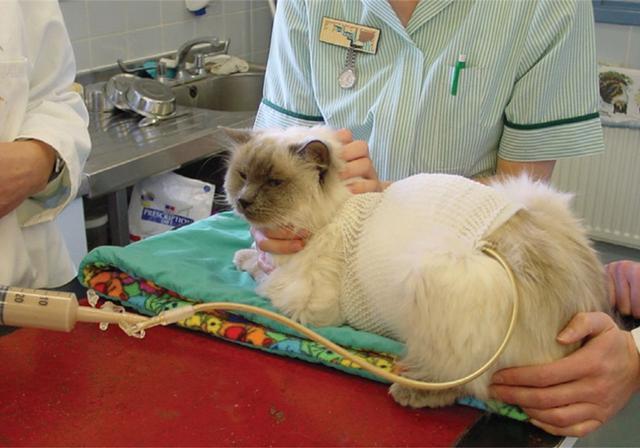 猫咪肾衰竭不能摄入高蛋白?AIM才是关键,