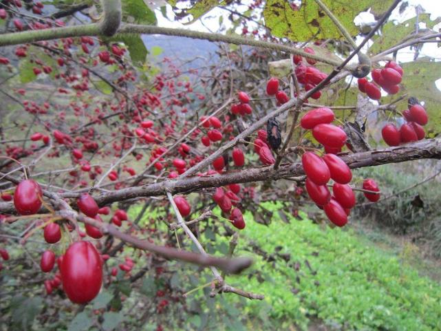 地没人捡,殊不知晒干40元一斤,别浪费|辣椒|茱萸|食茱萸|四川|调味品