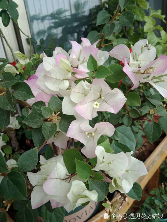 腾讯内容开放平台