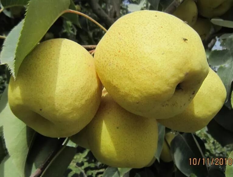 深度好文新形势下我国梨产业的发展现状与思考