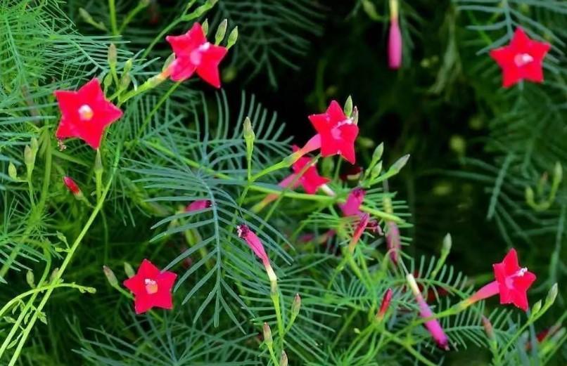 这花原来叫莺萝地栽效果好一长一大丛