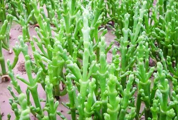 在我国这种菜被当做"野菜",钙含量却是牛奶的5倍,外国人:这是高档菜!