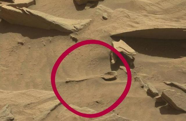 漫游者公开照片发现火星生命昆虫学家有证据许多大虫子
