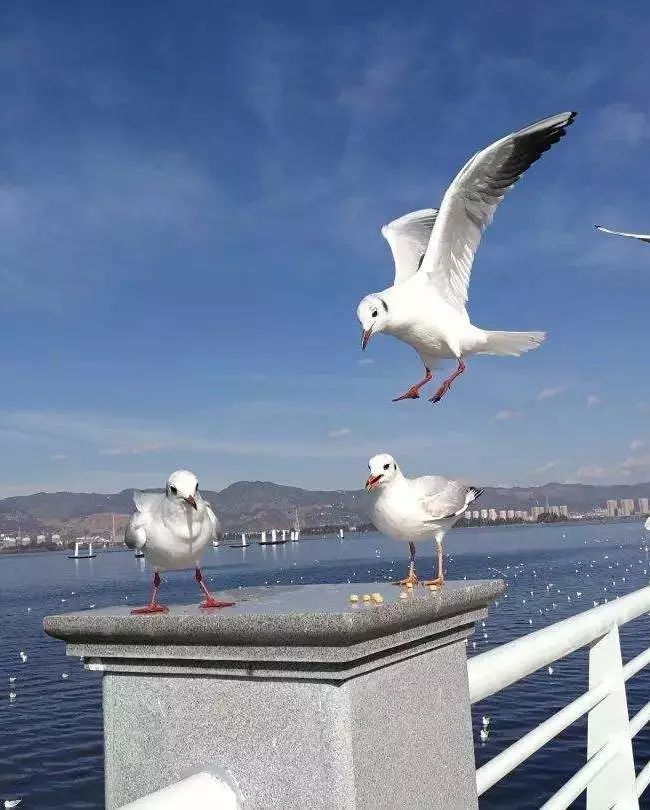 昆明及周边的这些湖泊风光旖旎还好玩 腾讯新闻