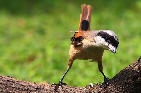 全球最不好惹鳥類很多動物對它避之不及被稱為屠夫鳥