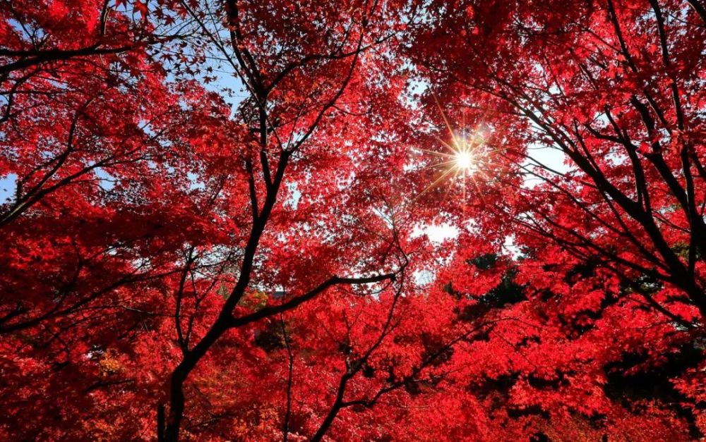 十一月醉在红叶烂漫时 腾讯新闻