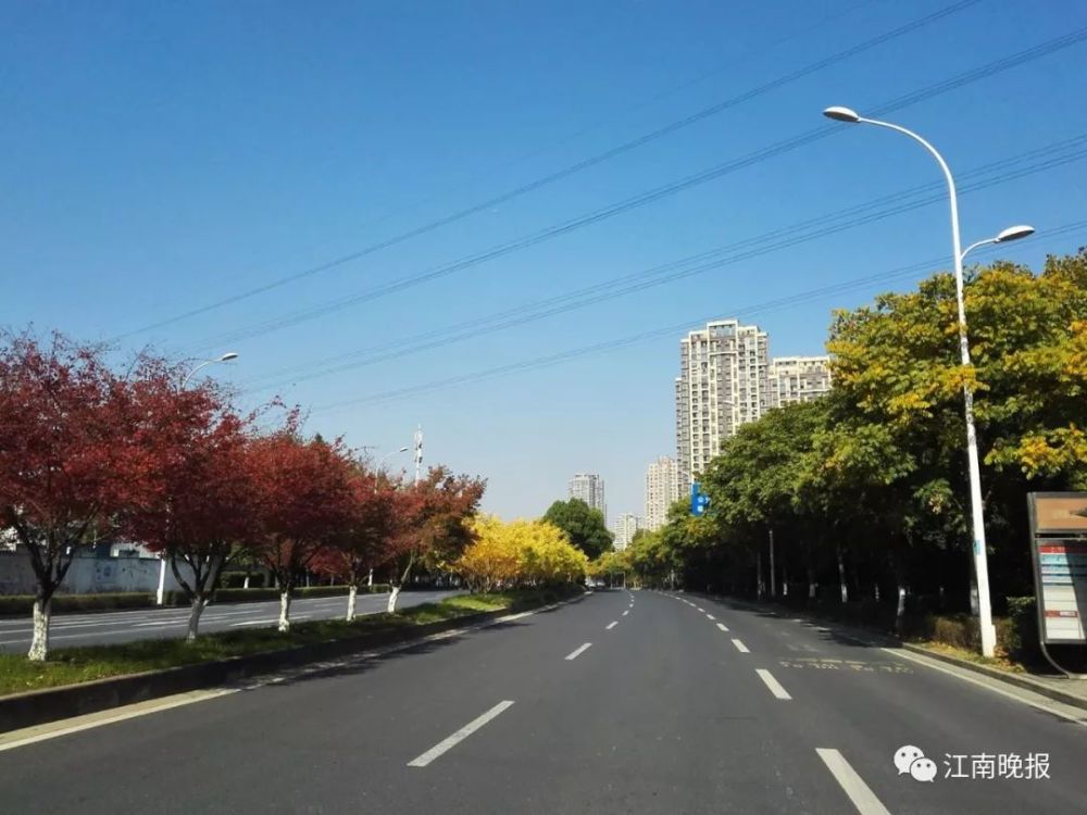 蠡溪路鸡爪槭(市绿化管理中心供图)目前,这两条道路上的鸡爪槭叶色由