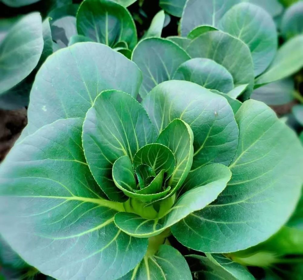 初冬好滋味浦东今年头茬草莓和矮脚青上市啦