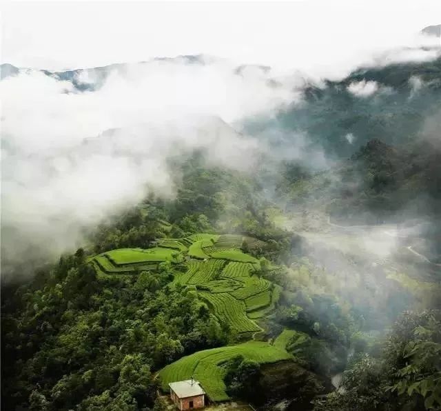 福鼎管阳白茶:来自高山的味道