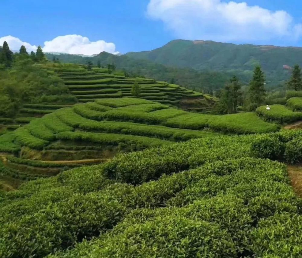 福鼎管阳白茶:来自高山的味道