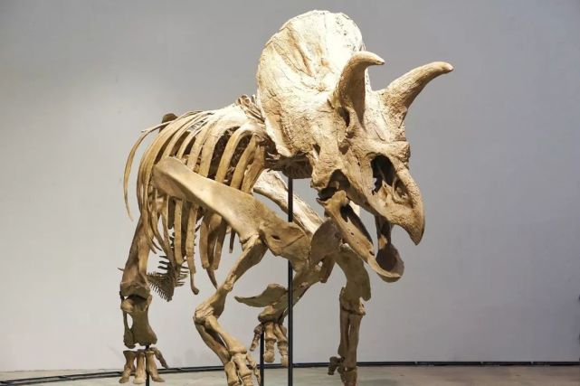 ポリコティルス科の歯、顎　首長竜　化石　白亜紀　アメリカ　恐竜