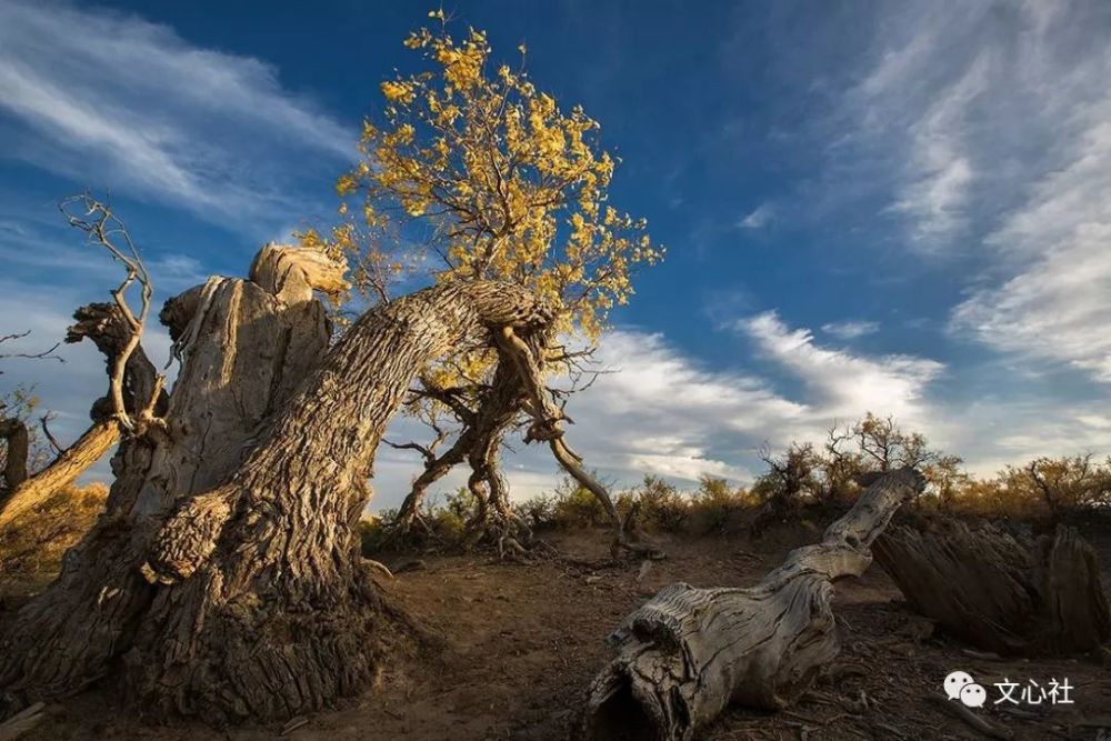 站在胡杨树下仰望