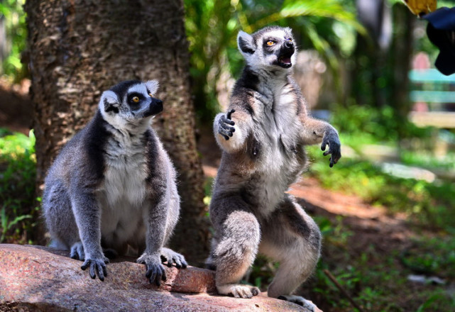 深圳野生动物园里面的珍禽异兽