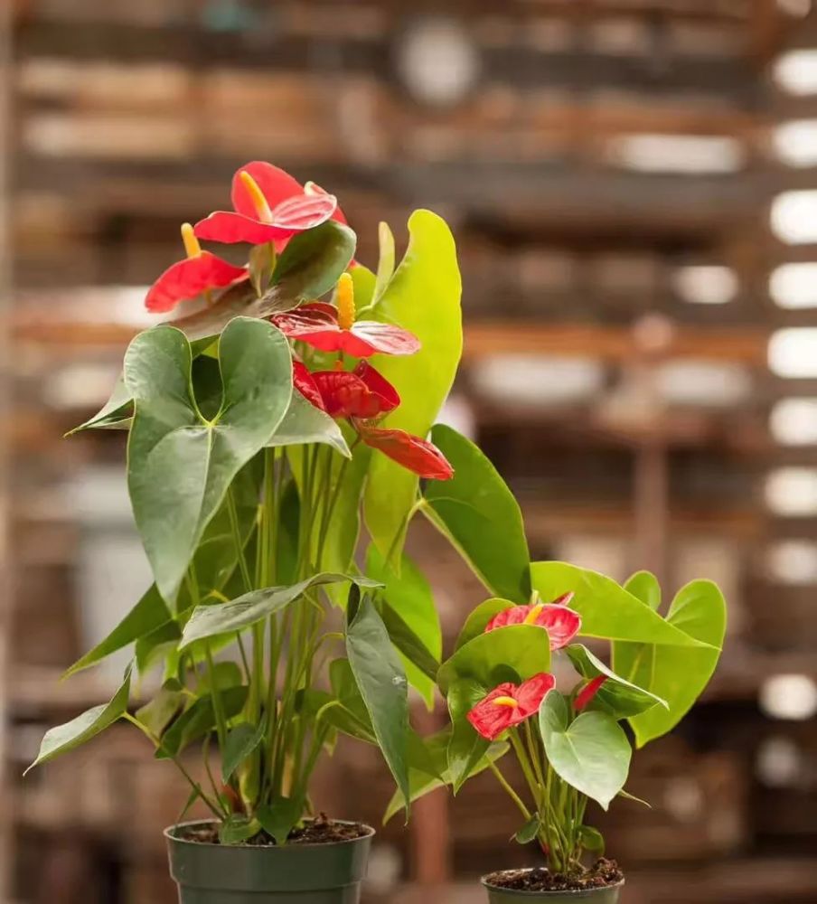 好看,小巧的室内观花植物,这几种就不要错过了