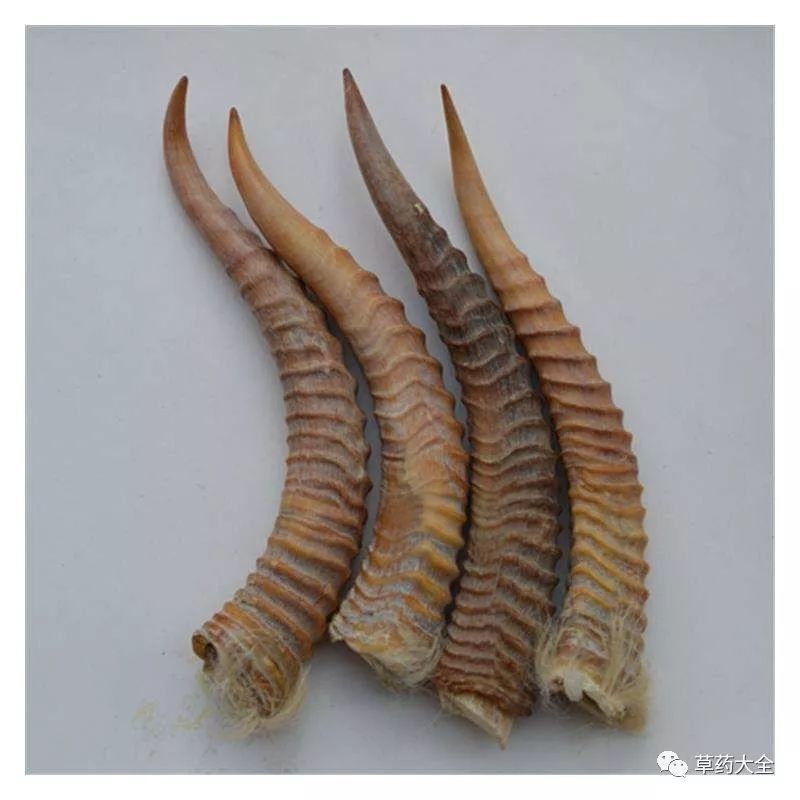 羊角的功效与作用