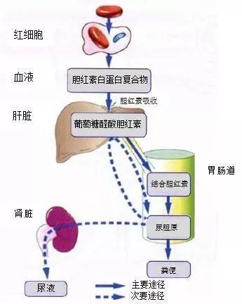 「科普」胆红素指标高就是肝有问题？这些你需要了解
