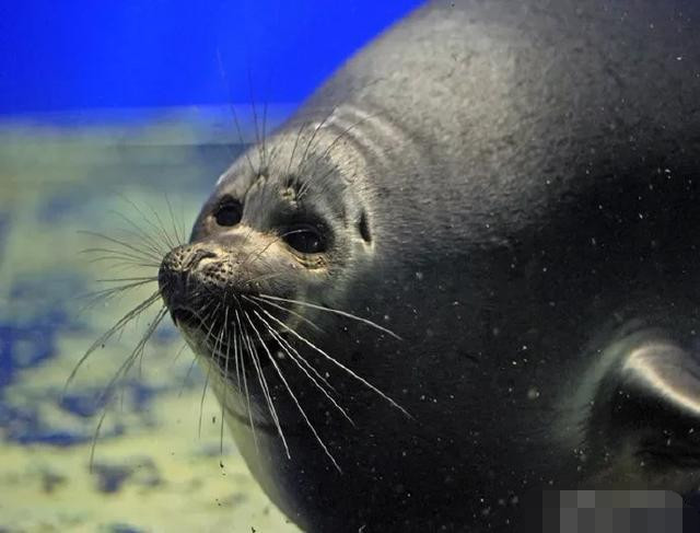 贝加尔湖为什么那么深?湖底是什么结构?湖底有什么生物没有?