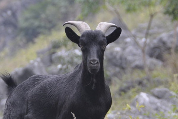 自己长得角戳到自己的脸,这山羊也太倒霉了,无奈只能让人帮忙