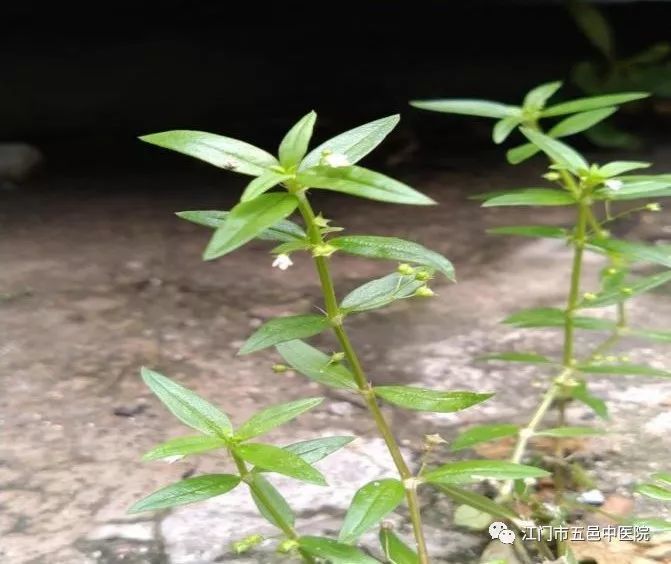 好喝凉茶的广东人都熟知这味 白花蛇舌草 腾讯新闻