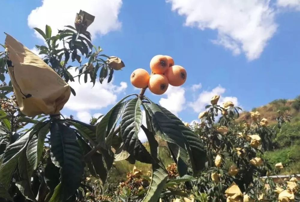 来自云南的高原枇杷上市啦 肉厚多汁 鲜嫩可口 腾讯新闻