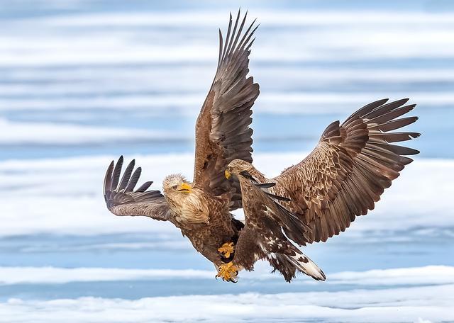 波兰的国鸟大型猛禽国家一级保护动物国内极为少见