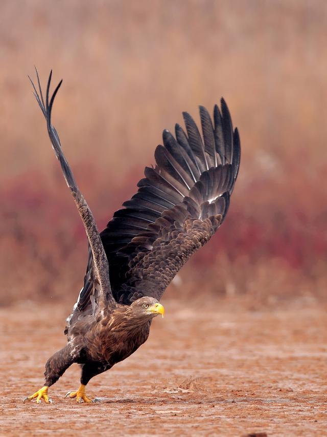 波兰的国鸟大型猛禽国家一级保护动物国内极为少见