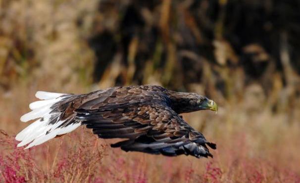 波兰的国鸟,大型猛禽.国家一级保护动物,国内极为少见